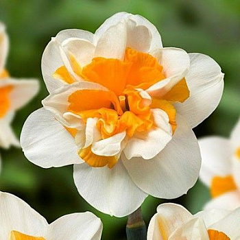 Нарцисс махровый Пич Свирл