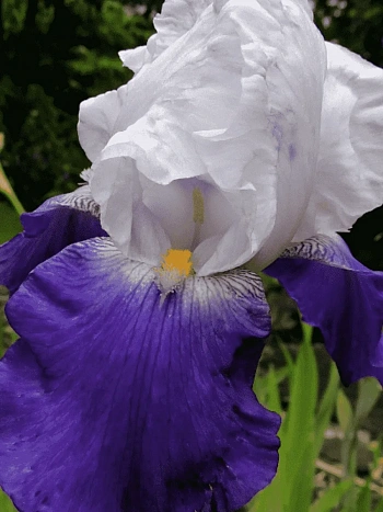 Ирис германский Salonique