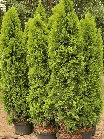 Туя западная Silver Smaragd