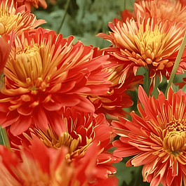 Хризантема гибридная Bronze Krone