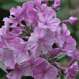 Флокс метельчатый Picasso