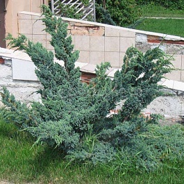 Можжевельник чешуйчатый Meyeri Compacta