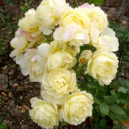 Роза флорибунда Comtesse du barry