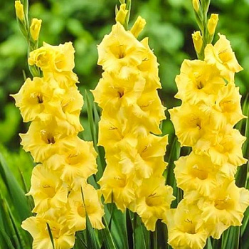 Гладиолус крупноцветковый Лемон Дроп