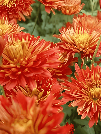 Хризантема гибридная Bronze Krone