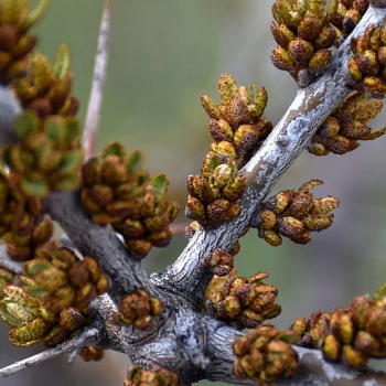 Облепиха Алей (мужской)
