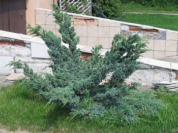 Можжевельник чешуйчатый Meyeri Compacta