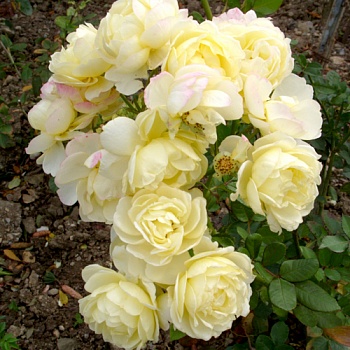 Роза флорибунда Comtesse du barry