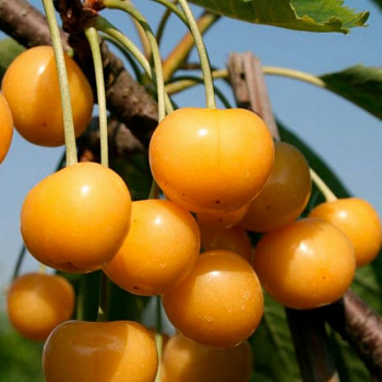 Черешня Россошанская золотая