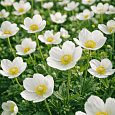 Анемона лесная Snow White