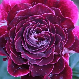 Роза  кустовая Mille et Une Nuits