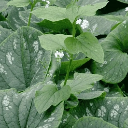 Бруннера крупнолистная White Zebra