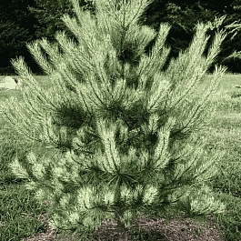 Сосна густоцветковая Burke's Red Variegated