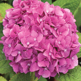 Гортензия крупнолистовая Амара