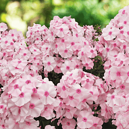 Флокс метельчатый Августейшая особа