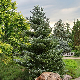 Пихта корейская Пихта корейская