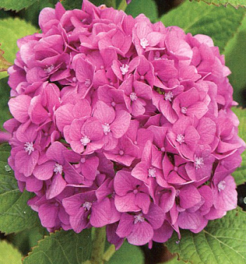 Гортензия крупнолистовая Амара