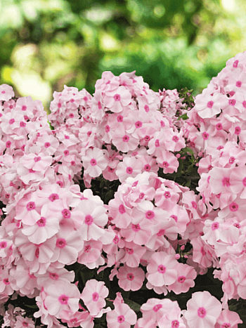 Флокс метельчатый Августейшая особа