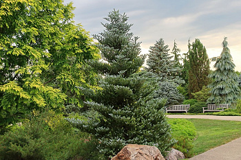 Пихта корейская