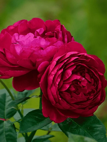 Роза чайно-гибридная Ascot