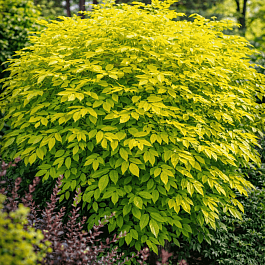 Бузина черная Aurea