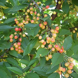 Черешня Орловская розовая Черешня Орловская розовая