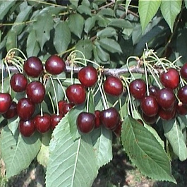 Черешня Сюбаровская Черешня Сюбаровская