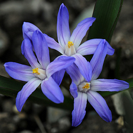 Хионодокса Форбса