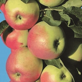 Яблоня Колоновидная Памяти Блынского