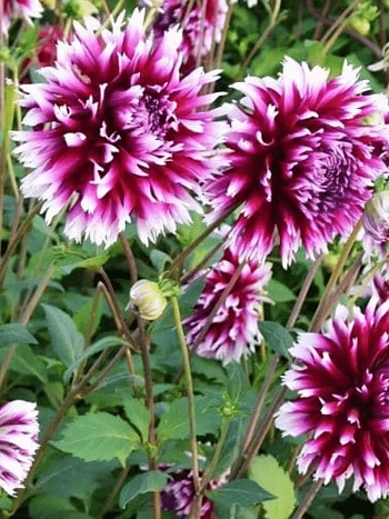 Георгина Alauna Clair Obscure