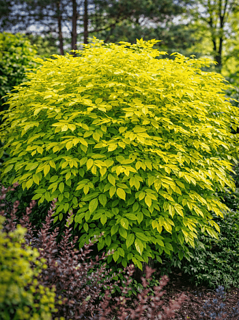 Бузина черная Aurea