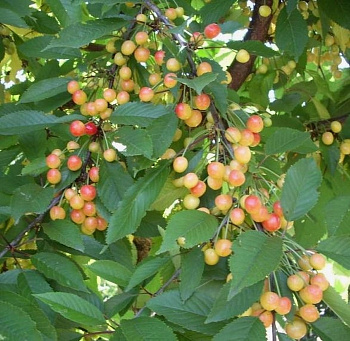 Черешня Орловская розовая