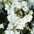 Гортензия крупнолистная Doppio Bianco