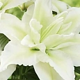Лилия Roselily Esra