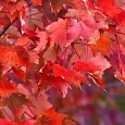 Клен красный Autumn Radiance