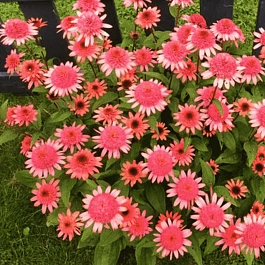 Эхинацея Raspberry Truffle