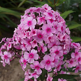 Флокс метельчатый Мисс Пеппер Флокс метельчатый Мисс Пеппер