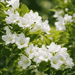 Вейгела цветущая Snowflake