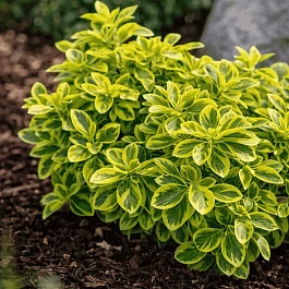 Бересклет Форчуна Emerald'n Gold