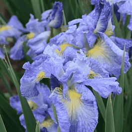 Ирис сибирский Cape Cod Boys