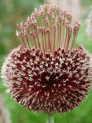 Лук декоративный Forelock