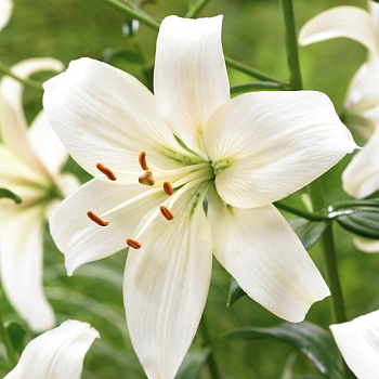 Лилия ла-гибрид Литовен НАБОР 2ШТ (2+2)