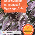 Кочедыжник ниппонский Бургунди Лэйс Кочедыжник ниппонский Бургунди Лэйс