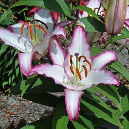 Лилия восточная Хотлайн НАБОР 2ШТ (2+2) Лилия восточная Хотлайн НАБОР 2ШТ (2+2)