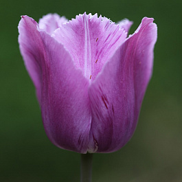 Тюльпан бахромчатый Блу Херон