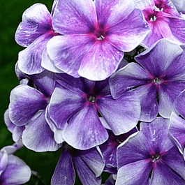 Флокс метельчатый Капитан