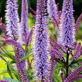 Вероникаструм виргинский Cupid