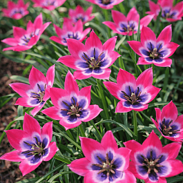 Тюльпан Little Beauty