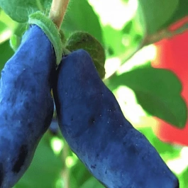 Жимолость плодовая Богатырь