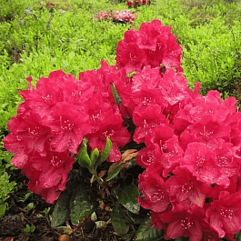 Рододендрон гибридный Wladyslaw Jagiello